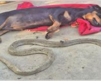 ଘରେ ପଶୁଥିଲା ନାଗ ସାପ, ଦେଖିଦେଲା ପୋଷା କୁକୁର; ଲଢେଇରେ ଚାଲିଗଲା ଉଭୟଙ୍କ ଜୀବନ 