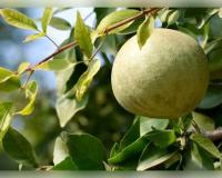 ସ୍ୱାସ୍ଥ୍ୟ ପାଇଁ ବରଦାନ 'ବେଲ ପତ୍ର', ଜାଣନ୍ତୁ ଏହାର ଆଶ୍ଚର୍ଯ୍ୟଜନକ ଔଷଧୀୟ ଗୁଣ