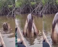 ସୋସିଆଲ ମିଡିଆରେ ଭାଇରାଲ ‘ମ୍ୟାନଗ୍ରୋଭ ମନଷ୍ଟର’ ଭିଡିଓର ସତ୍ୟତା; ଜାଣନ୍ତୁ କ’ଣ ଏହି ବିଚିତ୍ର ଜୀବ?