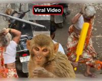 ଦିଲ୍ଲୀରେ ବୃଦ୍ଧା ଏବଂ ମାଙ୍କଡ଼ ମଧ୍ୟରେ ସଂଘର୍ଷର ଭିଡିଓ ଭାଇରାଲ: ୧୩୩ ନିୟୁତରୁ ଅଧିକ ଭ୍ୟୁଜ୍ ସହ କାହାର ଭୁଲ୍ ସେ ନେଇ ତୀବ୍ର ଚର୍ଚ୍ଚା