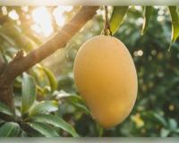 ବିଶ୍ୱର ସବୁଠାରୁ ଦାମୀ ଆମ୍ବ: କିଲୋଗ୍ରାମ ପିଛା ମୂଲ୍ୟ ୩ ଲକ୍ଷ ଟଙ୍କା, ଜାଣନ୍ତୁ 'ମିୟାଜାକି' ଆମ୍ବର ବିଶେଷତ୍ୱ