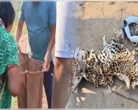 ଚିତାବାଘ ଛାଲ ଓ ବଜ୍ରକାପ୍ତା କାତି ଚାଲାଣ ଅଭିଯୋଗରେ ମା-ପୁଅ ଗିରଫ