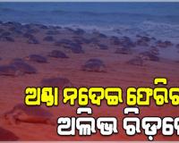 ଗହୀରମଥାରେ ଅଣ୍ଡା ନଦେଇ ଫେରିଗଲେ ଅଲିଭ ରିଡ଼ଲେ କଇଁଛ, ଚିନ୍ତାରେ ପରିବେଶବିତ୍