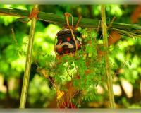 ପଣା ସଂକ୍ରାନ୍ତିରେ 'ବସୁନ୍ଧରା ଠେକି'ର ମହତ୍ତ୍ୱ: ଜାଣନ୍ତୁ ଓଡ଼ିଆ ପରମ୍ପରାରେ କାହିଁକି ରହିଛି ଏହାର ସ୍ୱତନ୍ତ୍ର ସ୍ଥାନ