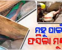 ମହୁ ସଂଗ୍ରହ କରିବାକୁ ଯାଇ ପଥର ଖୋଲରେ ଫସିଗଲା ନାବାଳକଙ୍କ ମୁଣ୍ଡ, ଉଦ୍ଧାର କଲା ଅଗ୍ନିଶମ ବିଭାଗ 