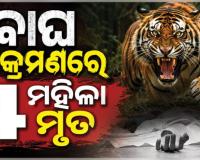 ମହାରାଷ୍ଟ୍ରରେ ବାଘ ଆତଙ୍କ: କେନ୍ଦୁ ପତ୍ର ତୋଳିବାକୁ ଯାଇଥିବା ୪ ମହିଳାଙ୍କୁ ମାରିଦେଲା ମହାବଳ