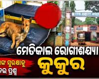 ସାଇଁକୁଳ ମେଡିକାଲ ରୋଗୀଶଯ୍ୟାରେ ଶୋଇଛି କୁକୁର, ସୁରକ୍ଷା କର୍ମୀଙ୍କ କାର୍ଯ୍ୟ ଉପରେ ଉଠିଲା ପ୍ରଶ୍ନ
