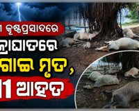 ପୁରୀ କୃଷ୍ଣପ୍ରସାଦରେ ଅଭାବନୀୟ ଘଟଣା: ବଜ୍ରାଘାତରେ ୯ ଗାଈ ମୃତ, ୧୧ ଆହତ