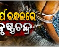 ଆଡ଼େନିଗଡ଼ ଗାଁରେ ଅଘଟଣ: ଦୁଇ ଘଣ୍ଟା ସାପ ବନ୍ଧନରେ ରହିଲେ ପକ୍ଷାଘାତ ରୋଗୀ...
