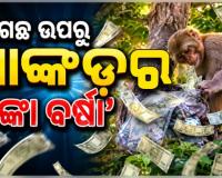 ଗଛ ଉପରୁ ‘ଟଙ୍କା ବର୍ଷା’ କଲା ମାଙ୍କଡ଼, ନୋଟ୍‌ ଗୋଟାଇବାକୁ ଲୋକଙ୍କ ଭିଡ଼