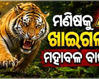 ମୟୂରଭଞ୍ଜ ଜଙ୍ଗଲରେ ବାଘ ଆତଙ୍କ ! ମଣିଷ ମାରି ଖାଇଲା ମହାବଳ, ଜଙ୍ଗଲରେ ପଡିଛି ବ୍ୟକ୍ତିଙ୍କ କ୍ଷତାକ୍ତ ଗୋଡ଼