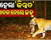 ଶିମିଳିପାଳରୁ ଆସିଲା ଖୁସି ଖବର: ବାଘୁଣୀ ଜିନ୍ନତ ହେଲା ମା', ୪ଶାବକଙ୍କୁ ଦେଲା ଜନ୍ମ