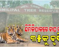 ଶିମିଳିପାଳରେ ବଢ଼ିଲା ବାଘ ସଂଖ୍ୟା, ଯମୁନା ଓ ଜିନତକୁ ମିଶାଇ ମୋଟ୍ ୩୫ ବାଘ