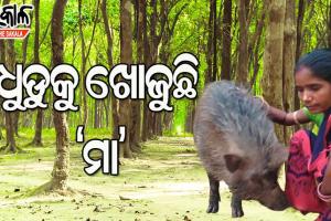 ଧୁଡୁକୁ ଖୁଆଇବା ପାଇଁ ଜଙ୍ଗଲରେ ପାଗଳିଙ୍କ ପରି ବୁଲୁଛନ୍ତି କୁନ୍ତଳା