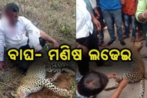 ବାଘ- ମଣିଷ ଲଢେଇ, ପରିବାରକୁ ବଞ୍ଚାଇବା ପାଇଁ ବାଡେଇ ବାଡେଇ ମାରିଲେ ବାଘକୁ