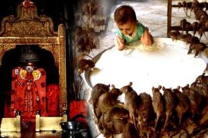 ଦେବୀଙ୍କୁ ପ୍ରସନ୍ନ କରିବା ପାଇଁ ମୂଷାଙ୍କୁ ଦିଆଯାଏ ଭୋଗ