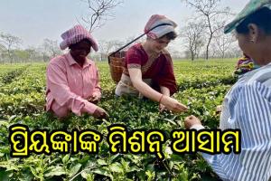 ଆସାମ ଉପରେ ପ୍ରିୟଙ୍କାଙ୍କ ନଜର, ଚା’ ବଗିଚାରୁ ଚା’ ପତ୍ର ତୋଳିଲେ ପ୍ରିୟଙ୍କା