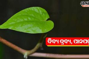 ଦିବ୍ୟ ଦ୍ରବ୍ୟ,ପାନପତ୍ର