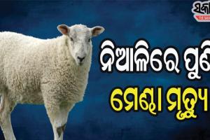 ନିଆଳିରେ ପୁଣି ମେଣ୍ଢା ମୃତ୍ୟୁ ଆତଙ୍କ, ୫ ମେଣ୍ଢା ମୃତ୍ୟୁ