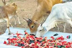 ସହରାଞ୍ଚଳର ବୁଲା ଗାଈଗୋରୁ ଓ କୁକୁରଙ୍କ ପାଇଁ ମୁଖମନ୍ତ୍ରୀଙ୍କ ରିଲିଫ୍ ପାଣ୍ଠିରୁ ଆଉ ୫୫ ଲକ୍ଷ ଟଙ୍କାର ସହାୟତା