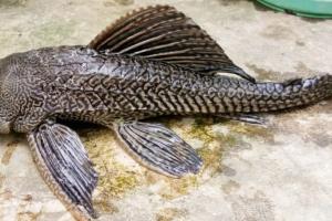 ସୁବର୍ଣ୍ଣରେଖା ନଦୀରୁ ବିରଳ ପ୍ରଜାତିର ମାଛ ଉଦ୍ଧାର