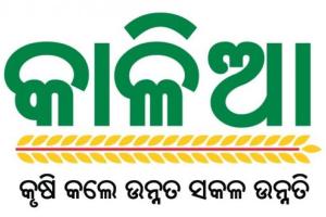 ‘କାଳିଆ’ ଯୋଜନା ହିତାଧିକାରୀଙ୍କ ଖାତାକୁ ଗଲା ୯୨୦ କୋଟି