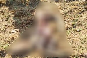 ବୈପାରୀଗୁଡା ରେ ବାଘ ଆତଙ୍କ