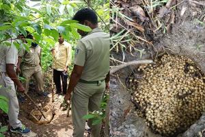 ଅବକାରୀ ବିଭାଗ ଏବଂ ପୋଲିସର ଚଢଉ, ୬ କ୍ବିଣ୍ଟାଲ ମହୁଲ ପୋଚ ନଷ୍ଟ
