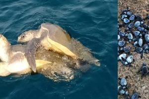 ମିଳନ ହେଲା, ଅଣ୍ଡା ଦେଲେନି; ଚିନ୍ତାରେ ବିଶେଷଜ୍ଞ ଓ ବନବିଭାଗ