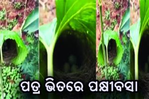 ପତ୍ର ଭିତରେ ପକ୍ଷୀବସା