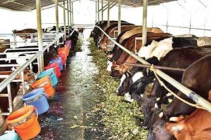 ଓମ୍‌ଫେଡ ଚାଷୀଙ୍କ ପାଇଁ ମୁଖ୍ୟମନ୍ତ୍ରୀଙ୍କ କୋଭିଡ ସହାୟତା: ଗୋଖାଦ୍ୟ ଖର୍ଚ୍ଚ ବାବଦକୁ ମିଳିବ ୬୦୦୦ ଟଙ୍କା ପର୍ଯ୍ୟନ୍ତ ସହାୟତା