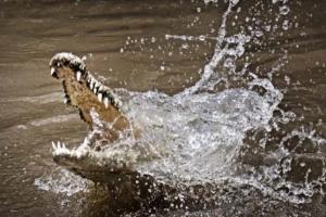 ମାଛ ଧରିବାକୁ ଯିବା ସମୟୟର ମହିଳାଙ୍କୁ ଝାମ୍ପି ନେଲା କୁମ୍ଭୀର