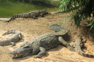 ଆଜି ବିଶ୍ବ କୁମ୍ଭୀର ଦିବସ: କୁମ୍ଭୀର ମାନଙ୍କ ପାଇଁ ଭୂସ୍ୱର୍ଗ ପାଲଟିଛି ନନ୍ଦନକାନନ, ୨୫ ଅଣ୍ଡାରୁ ବିଶ୍ବ ପରିଚୟ