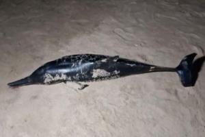 ପାରାଦୀପ ସମୁଦ୍ର କୂଳରୁ ମିଳିଲା ବିରଳ ପ୍ରଜାତିର ଡଲଫିନ୍