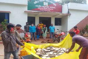 କଇଁଛ ଚୋରା ଚାଲାଣ: ବନ ବିଭାଗର ଚଢାଉ, ୧୫୦ ଜୀବନ୍ତ କଇଁଛ ଉଦ୍ଧାର