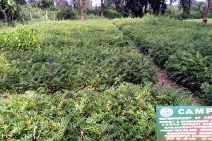 ରାଇରଙ୍ଗପୁର ବନଖଣ୍ଡରେ ୪୩ ଲକ୍ଷ ଚାରା ରୋପଣର ଲକ୍ଷ୍ୟ ଧାର୍ଯ୍ୟ