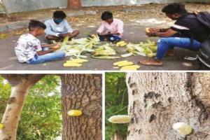 ପକ୍ଷୀପ୍ରେମୀ ଛାତ୍ର : ପକେଟ୍‌ ମନିରୁ ଚଢ଼େଇଙ୍କ ପାଇଁ ଖାଦ୍ୟ