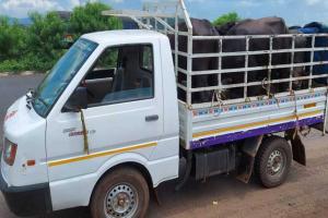 ମଇଁଷି ବୋଝେଇ ୨ ଗାଡି ଜବତ, ୩ ଗିରଫ