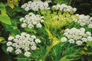 ଦୁନିଆର ଏପରି ଏକ ବୃକ୍ଷ ଯାହାକୁ ଛୁଇଁଲେ ଆପଣ ଭୋଗିବେ ଭୟଙ୍କର ପରିଣାମ