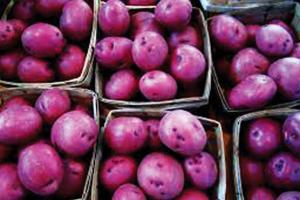 ବାଇଗଣୀ ରଙ୍ଗର ଆଳୁ