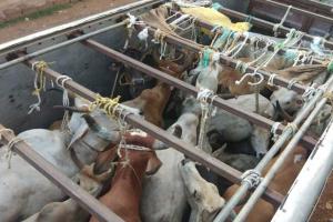 ଗୋରୁ ବୋଝେଇ ଟାଟା ଏସିଇ ଜବତ; ୧୦ଗୋରୁ ଉଦ୍ଧାର,ଡ୍ରାଇଭର ଗିରଫ