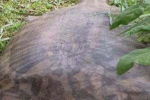 ୬୦କେଜି ଓଜନର ବାଲିକଇଁଛ ଉଦ୍ଧାର