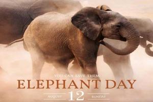 ହାତୀ ପାଇଁ ଦିନଟିଏ : ବିଶ୍ବ ହସ୍ତୀ ଦିବସ