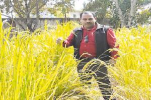 ବର୍ଷା,ମରୁଡ଼ିକୁ ହରାଇବ କୋରାପୁଟର ପାରମ୍ପରିକ ଧାନ