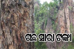 ଦେଉଳଝରିର ଅନ୍ୟତମ ଆକର୍ଷଣ ‘ଟଙ୍କା ଗଛ’