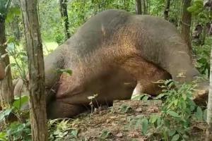 ଦନ୍ତାହାତୀର ମୃତଦେହ ଉଦ୍ଧାର