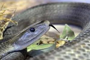 ସାପ କାମୁଡ଼ାରେ ମହିଳାଙ୍କ ମୃତ୍ୟୁ