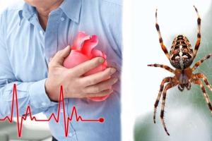 ବୁଢ଼ିଆଣୀ ବିଷରୁ ହେବ ହୃଦ୍‌ଘାତ ଚିକିତ୍ସା