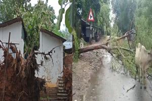 ବାତ୍ଯା ଗୁଲାବ ପ୍ରଭାବ: ମାଲକାନଗିରିରେ ଲଗାଣ ବର୍ଷା ଜାରି, ଗଛ ପଡି ଭାଙ୍ଗିଲା ଘର