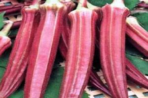 ଭେଣ୍ଡିର ଦାମ୍‌ କିଲୋ ପିଛା ୮୦୦